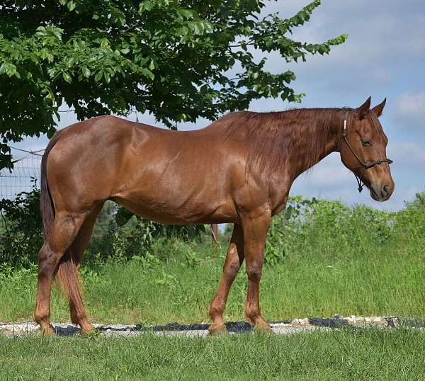 all-around-quarter-horse