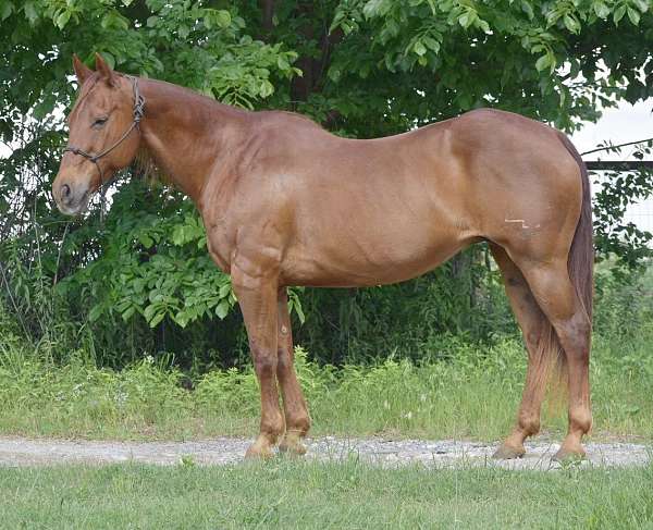 ranch-quarter-horse