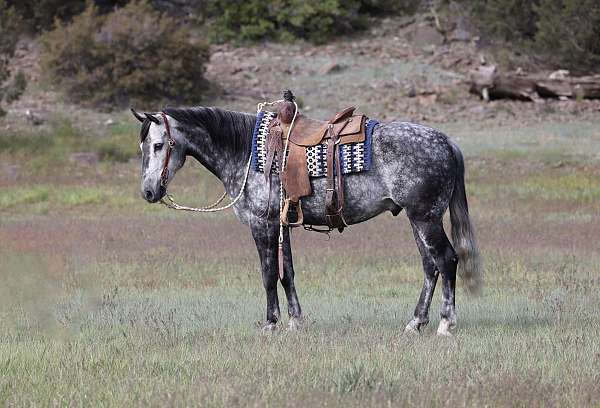 all-around-warmblood-horse