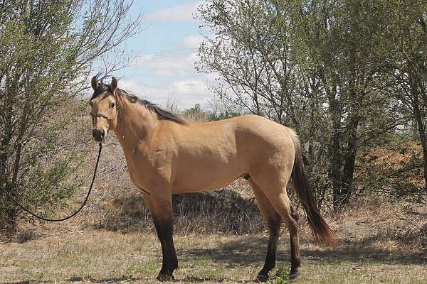 all-around-quarter-horse