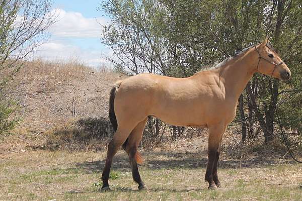 athletic-quarter-horse