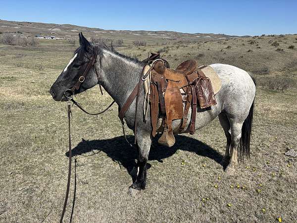 trained-draft-quarter-horse