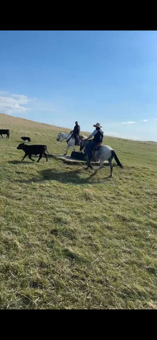 working-mare-yearling