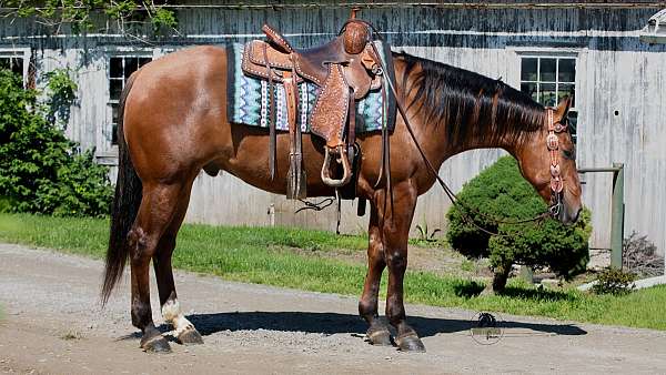 all-around-quarter-horse