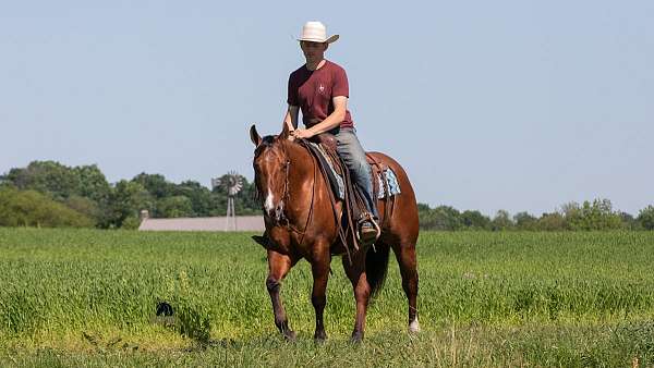 athletic-quarter-horse