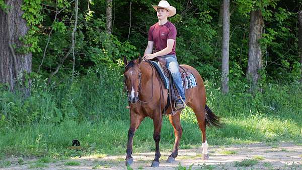 beginner-quarter-horse