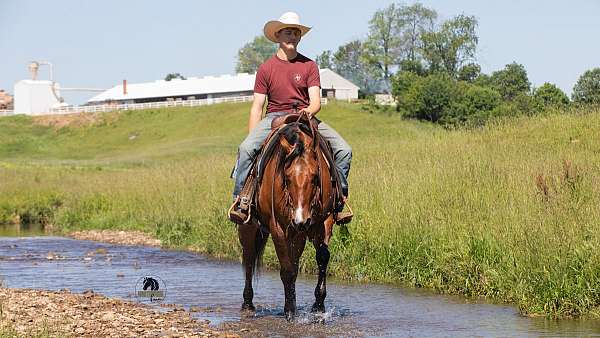 husband-safe-quarter-horse
