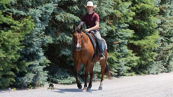 jumper-quarter-horse