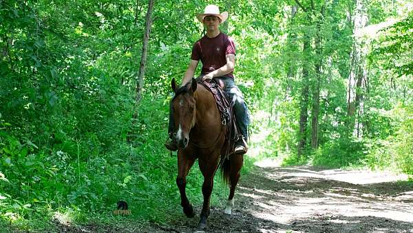 hunter-jumper-quarter-horse