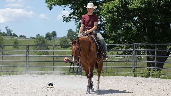 ranch-quarter-horse