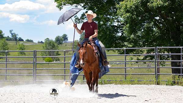 ranch-versatility-quarter-horse