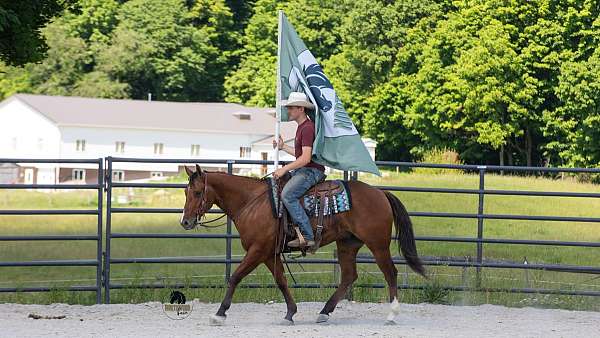 ranch-work-quarter-horse