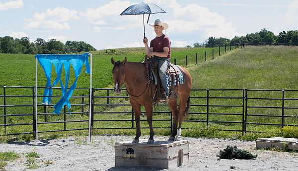 ridden-western-quarter-horse