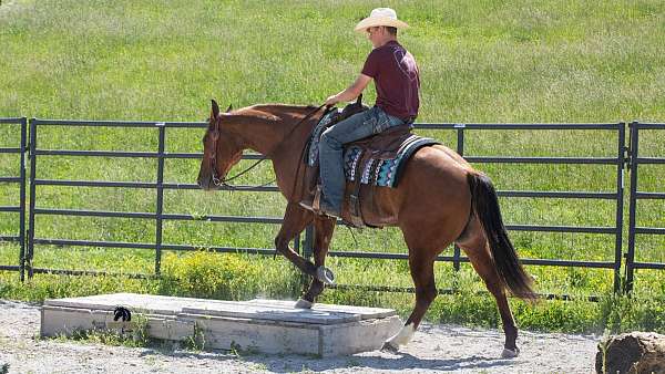 trail-quarter-horse