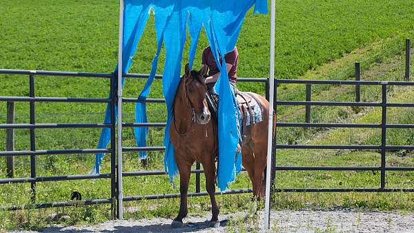 trail-riding-quarter-horse