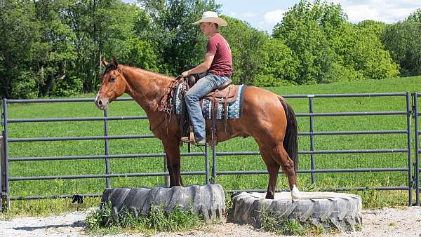 trail-class-competition-quarter-horse