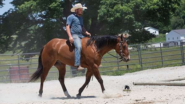western-riding-quarter-horse