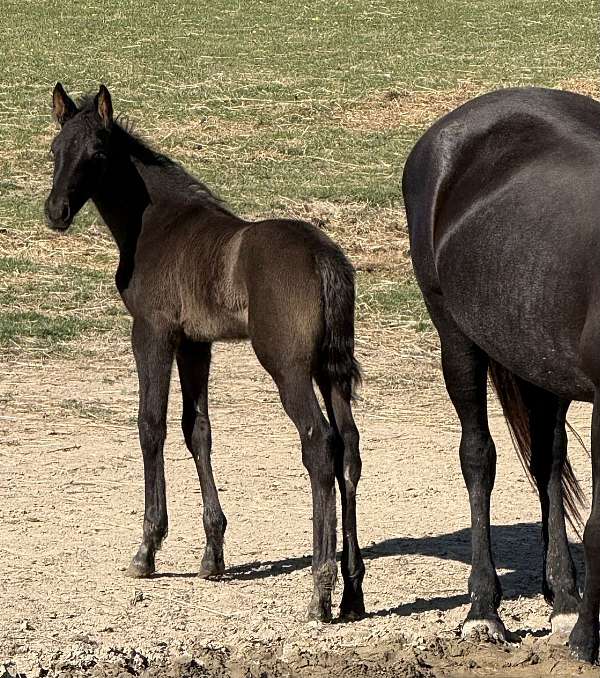 foals-available-tennessee-walking-horse