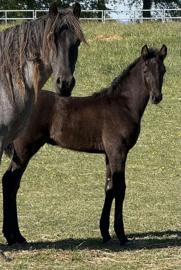 your-choice-tennessee-walking-horse