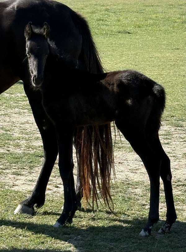 choice-colt