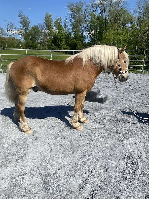 haflinger-gelding
