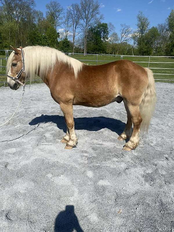 haflinger-pony-for-sale