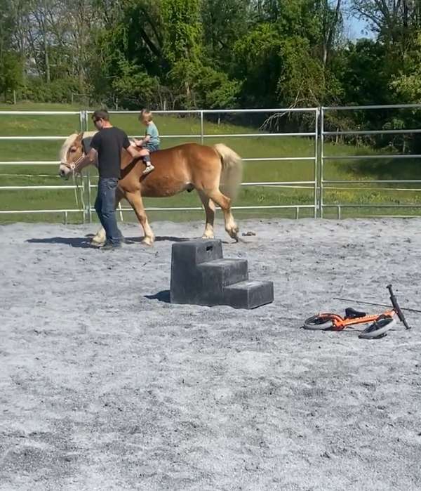 haflinger-pony