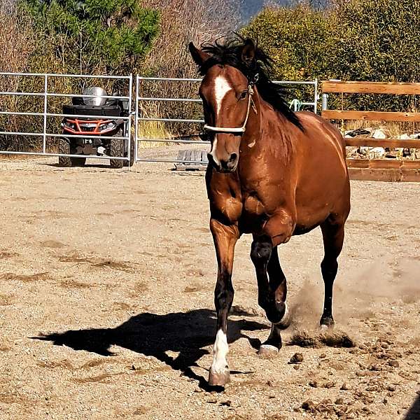 age-marchador-horse