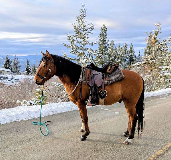 available-marchador-horse