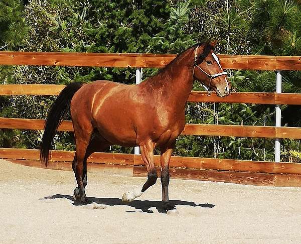 backed-marchador-horse