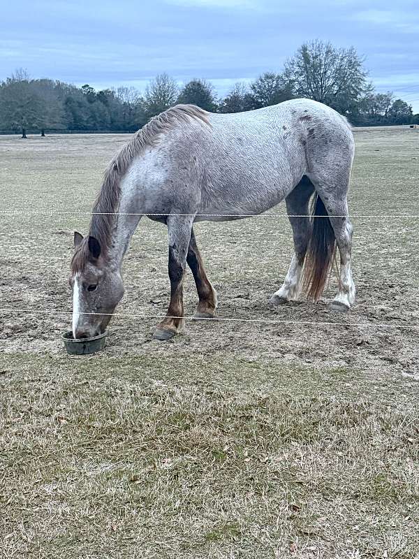 all-around-mustang-horse