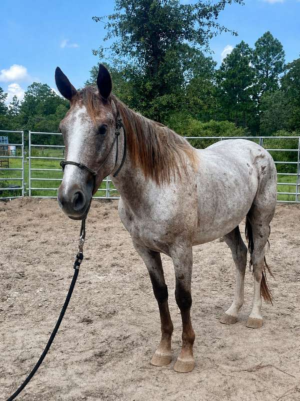 halter-mustang-horse