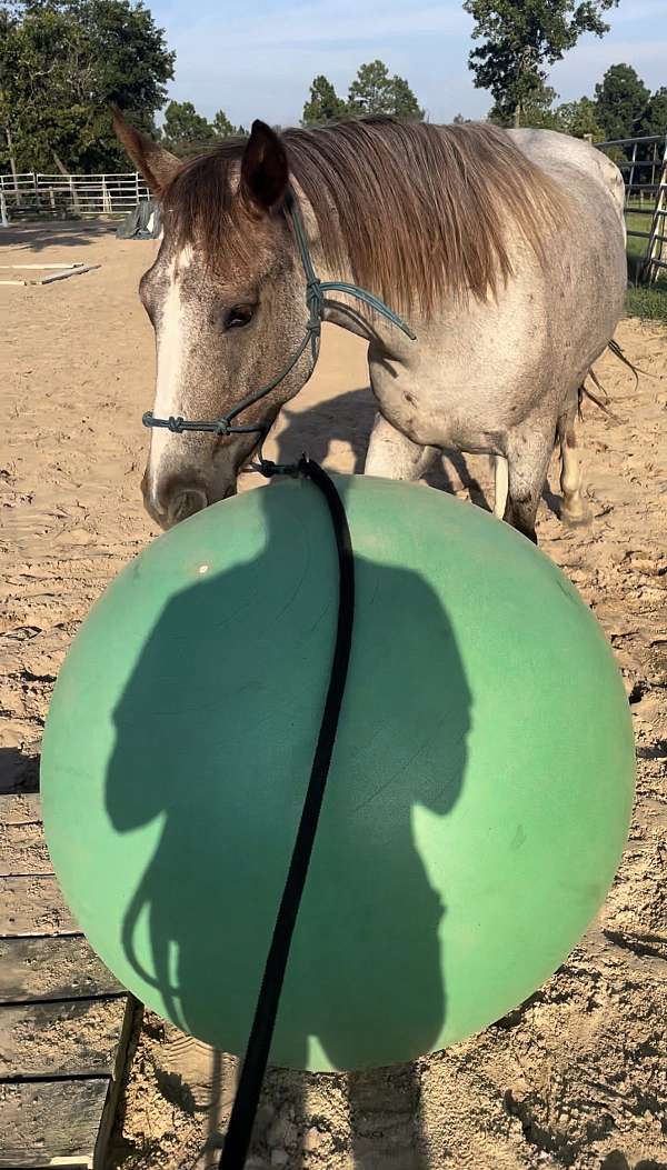 flashy-mustang-horse