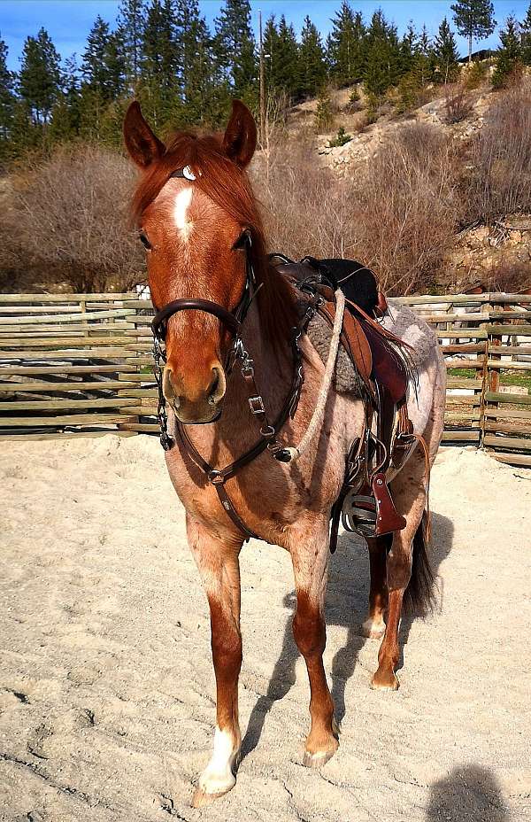 red-roan-rf-sock-horse