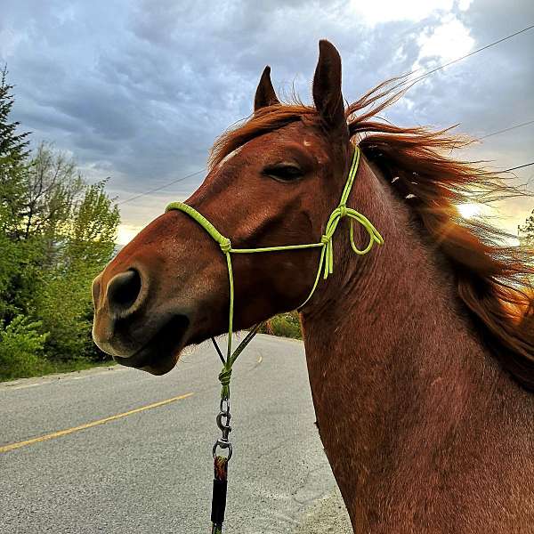 red-roan-rh-coronet-horse