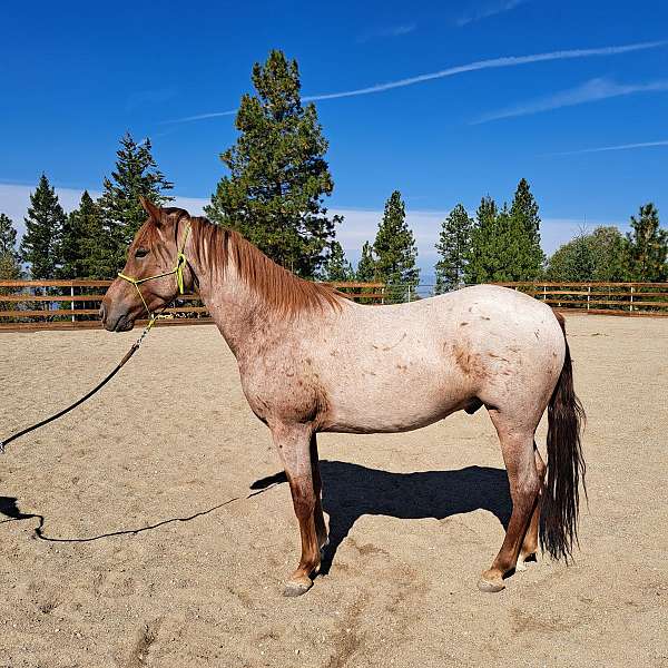 athletic-marchador-horse