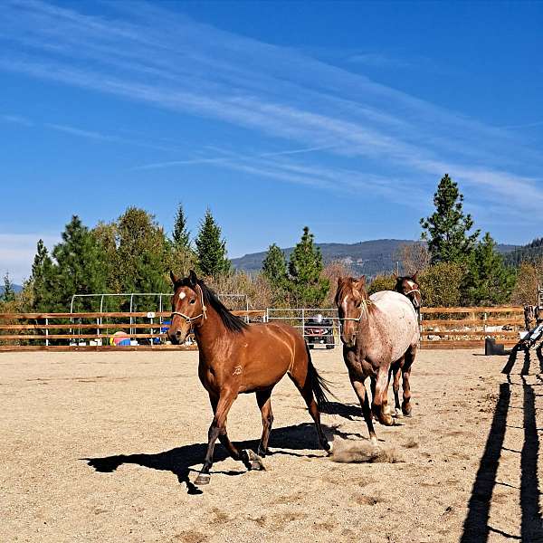 star-lh-coronet-horse