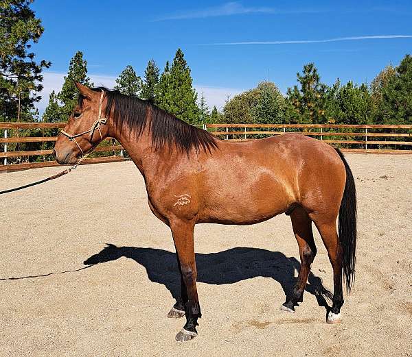 bay-star-lh-coronet-horse