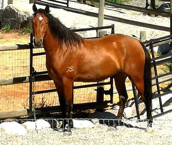 babies-marchador-horse
