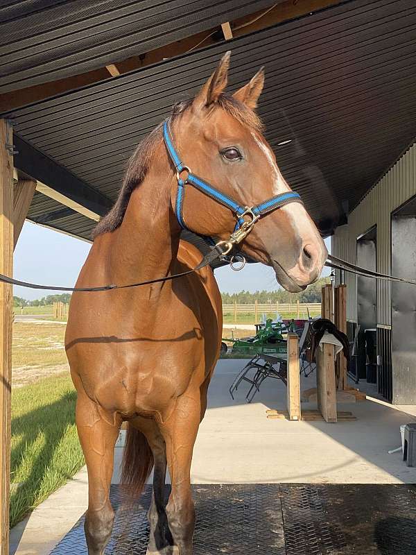 partial-stripe-horse