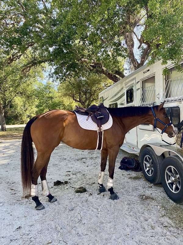 bay-partial-stripe-horse