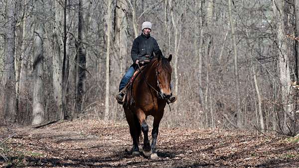 ohio-draft-horse