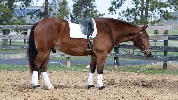 draft-horse