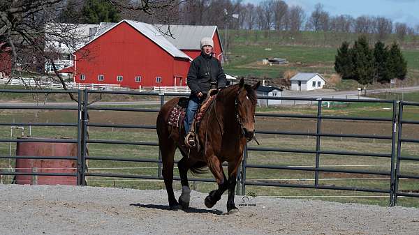 gelding-draft-horse