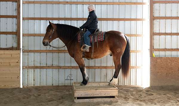 all-around-draft-horse