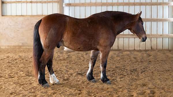 husband-safe-draft-horse