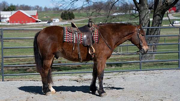 parade-draft-horse