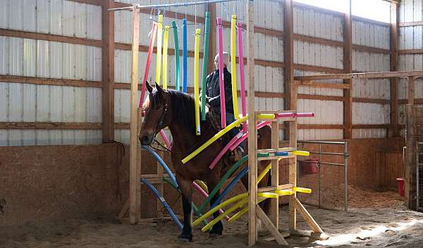 ridden-english-draft-horse
