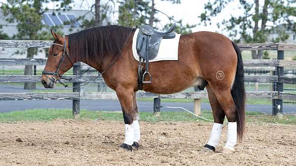 bay-draft-gelding