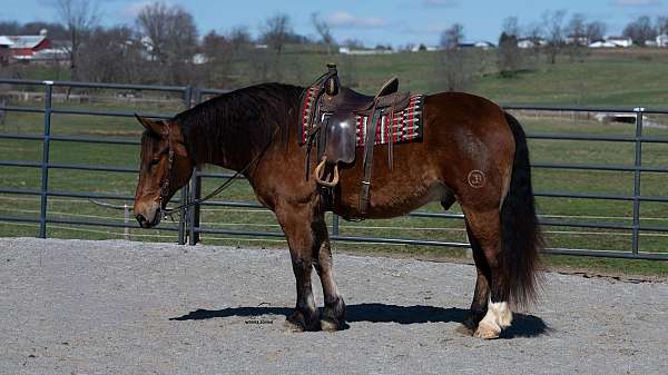 trail-riding-draft-horse